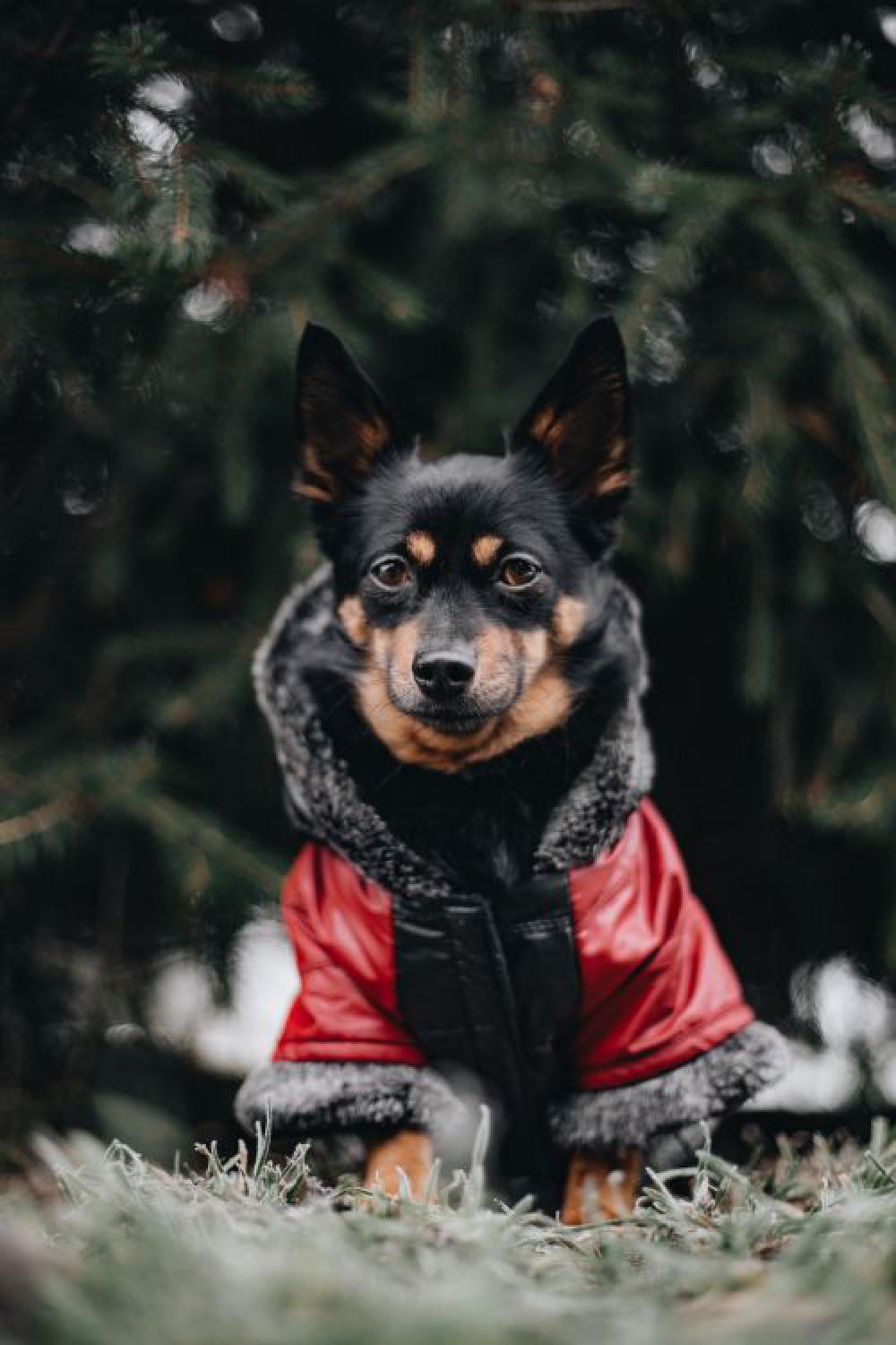 Small dog with warm jacket Small dog with warm jacket