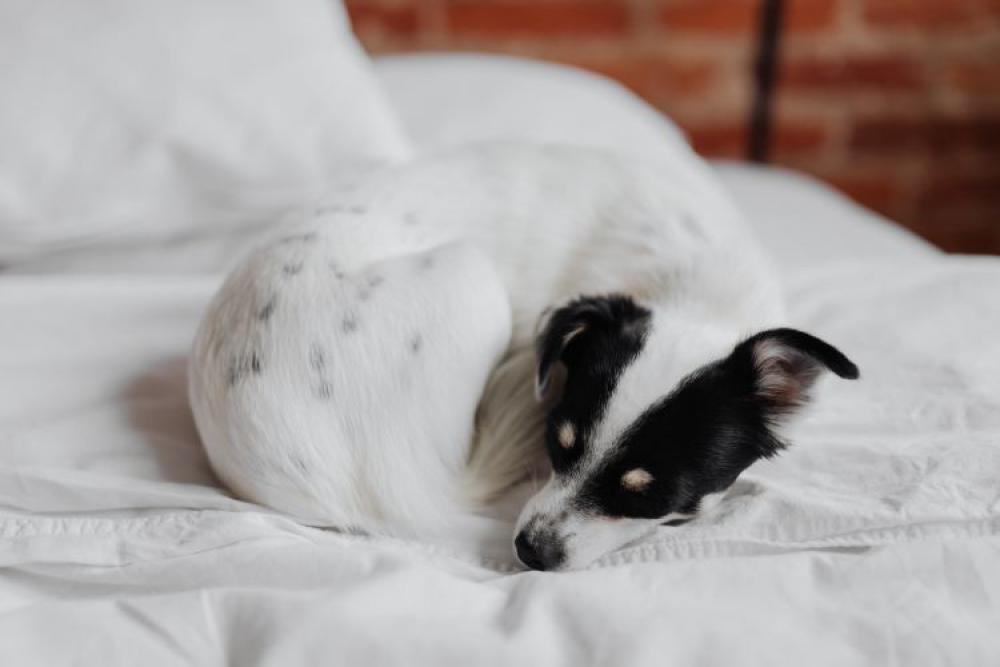 Little young black and white dog on the bed Little young black and white dog on the bed