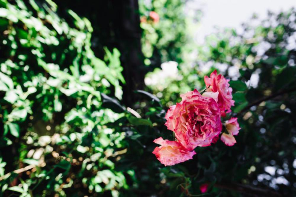 Roses of Bulgaria Roses of Bulgaria