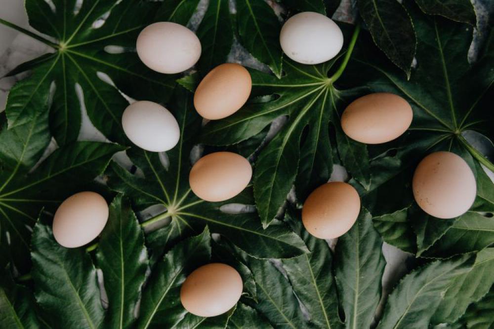 Fresh Eggs Fresh Eggs