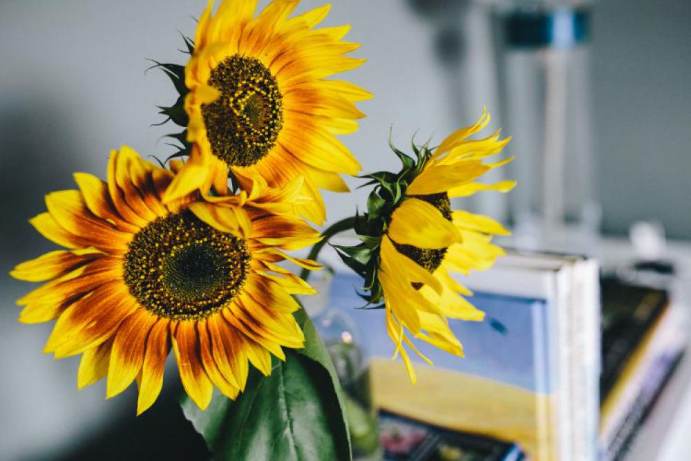 Sunflowers and books Sunflowers and books