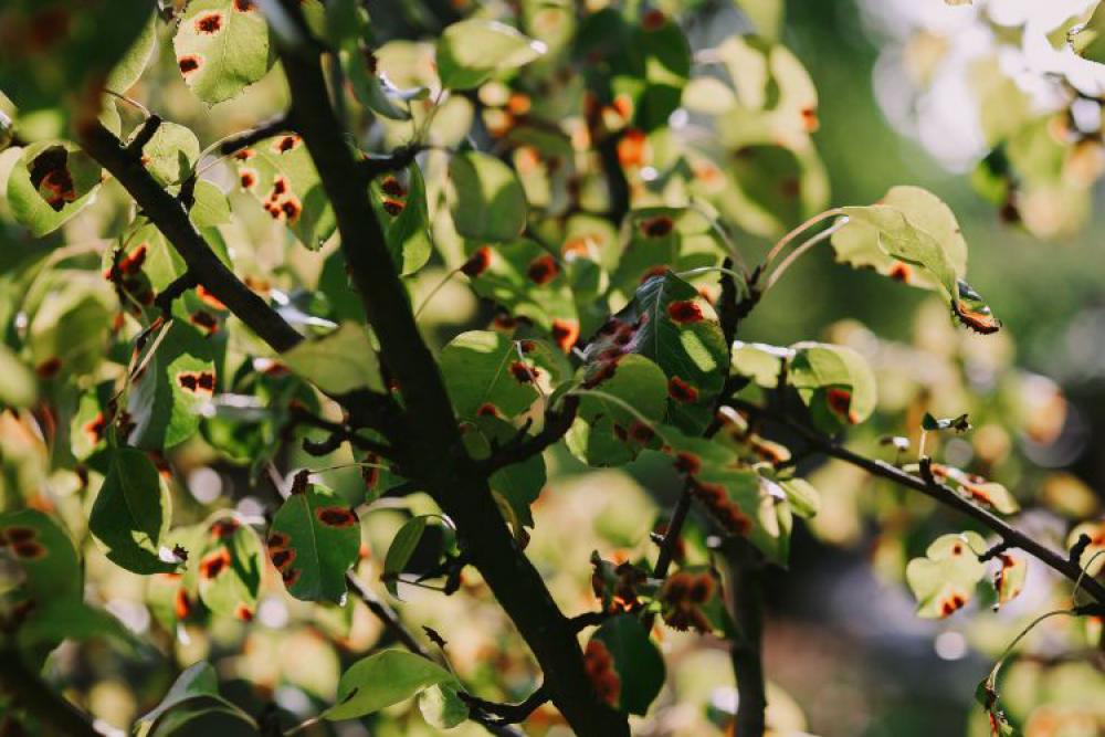 Close-ups of leaves on trees Close-ups of leaves on trees