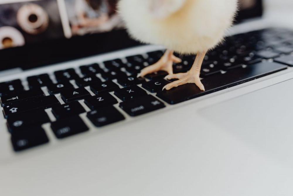 Newborn little chicken and laptop Newborn little chicken and laptop