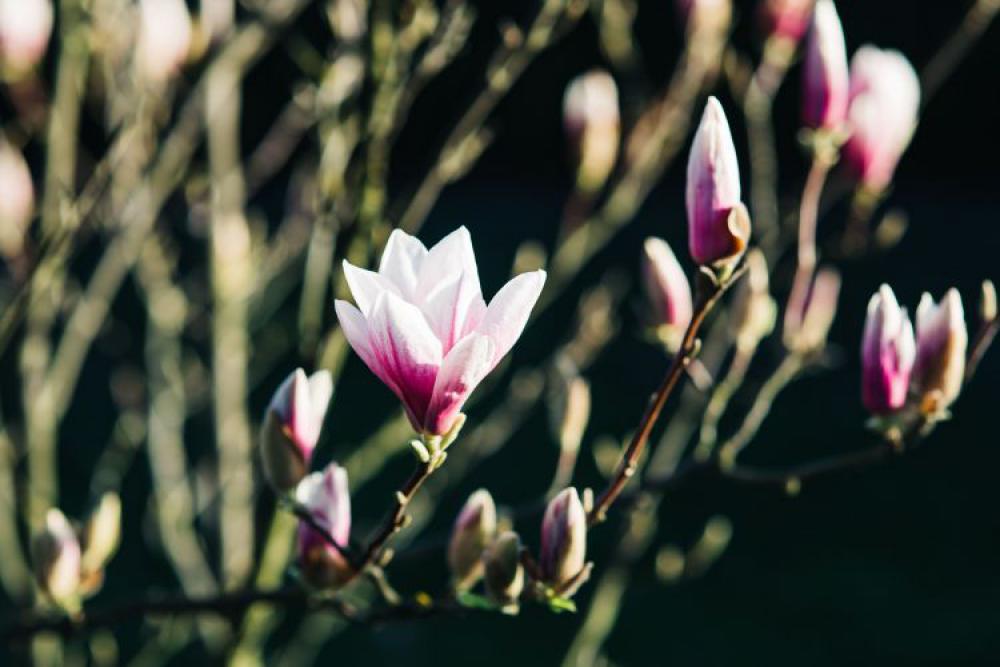 Pink spring flowers Pink spring flowers