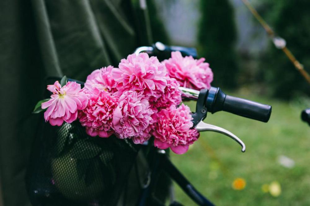 Woman holding a bicycle with beautiful pink flowers in the basket Woman holding a bicycle with beautiful pink flowers in the basket