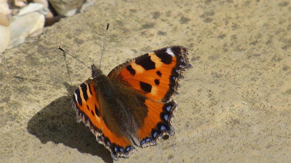 Butterfly Red Admiral nature insect Butterfly Red Admiral nature insect