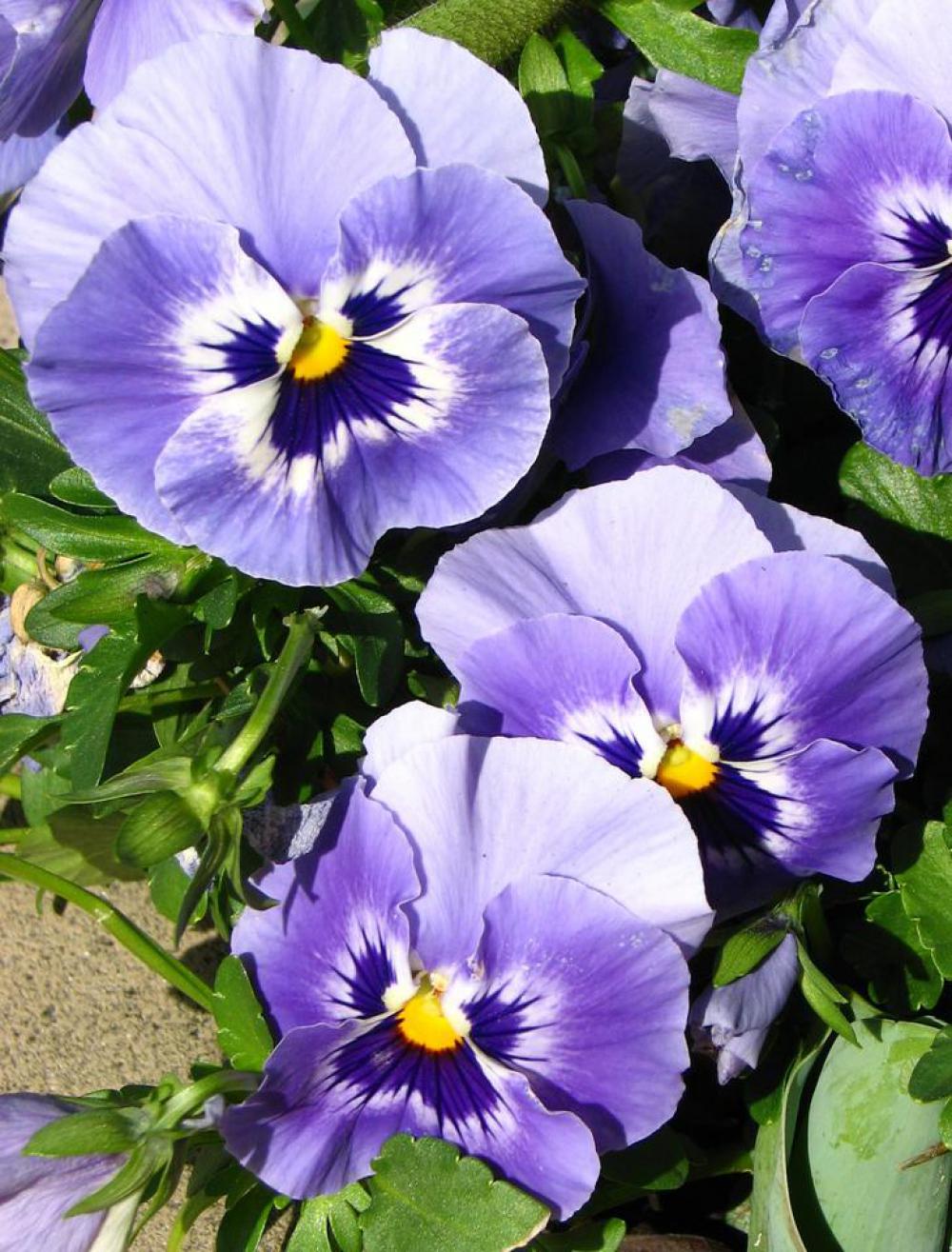 pansy purple lavender violet white pansy purple lavender violet white