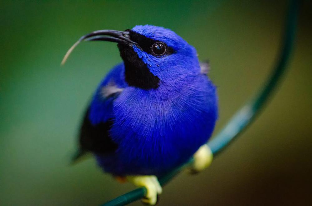 Exotic Blue Bird Free Photo Exotic Blue Bird Free Photo