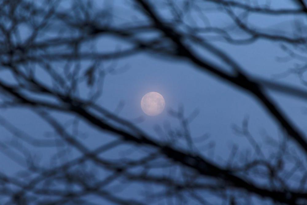 Moon through trees Free Photo Moon through trees Free Photo