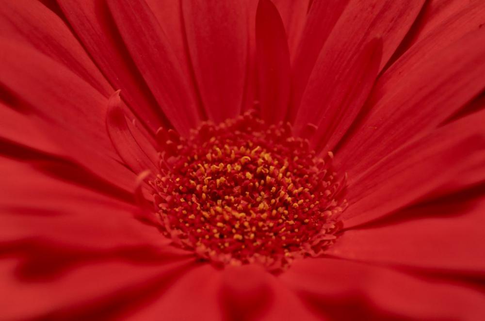 Red Flower Macro Free Photo Red Flower Macro Free Photo
