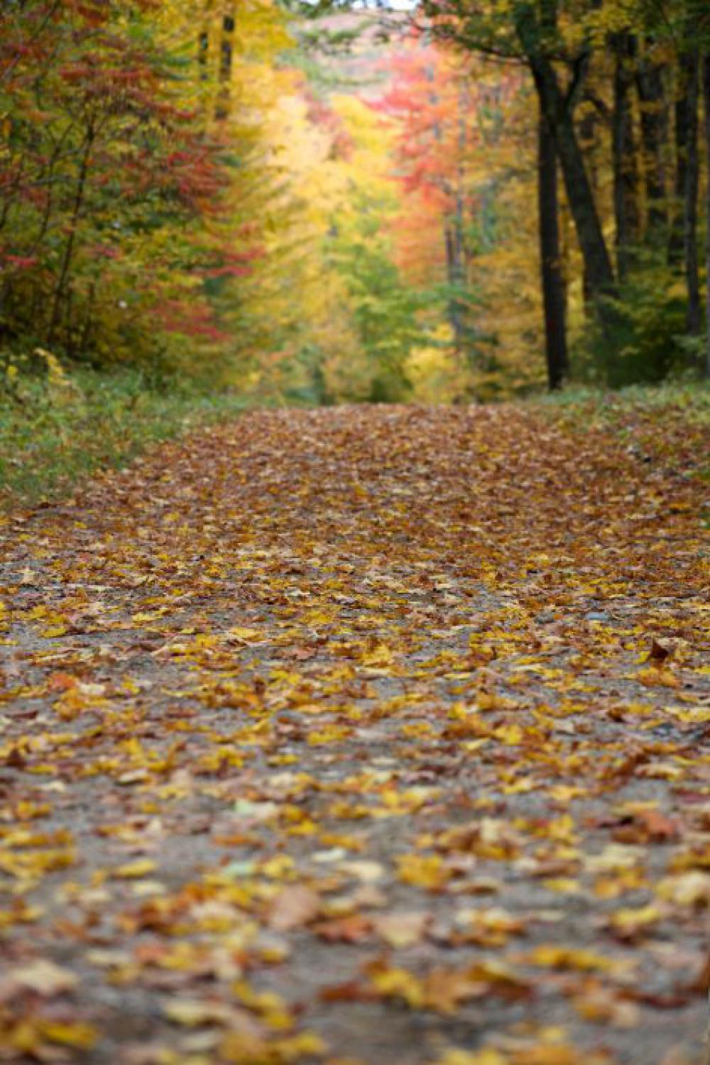 Autumn Foliage Path Free Photo Autumn Foliage Path Free Photo