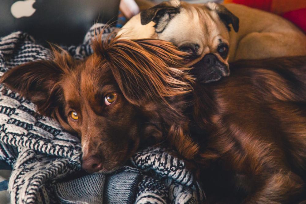 Red Setter Pug Free Photo Red Setter Pug Free Photo