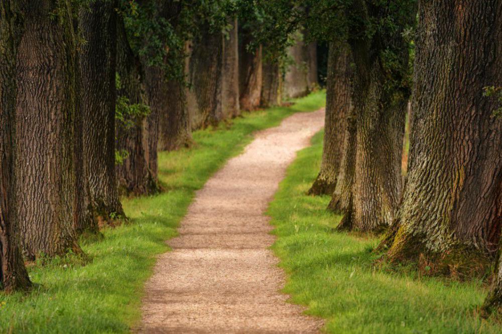 Park Walk Tree Free Photo Park Walk Tree Free Photo