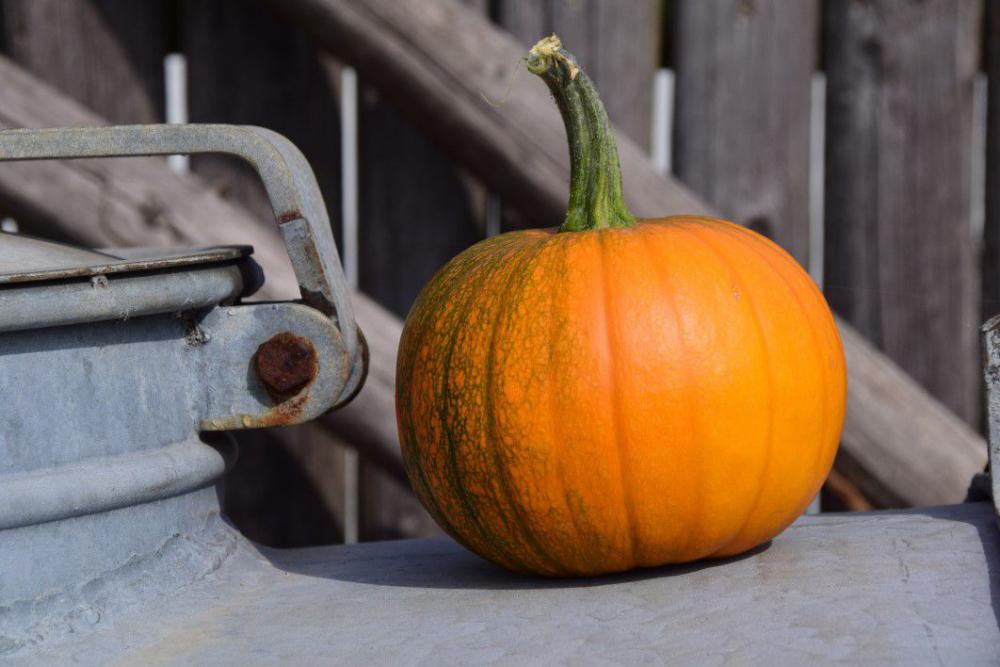 Halloween Pumpkin Free Photo Halloween Pumpkin Free Photo
