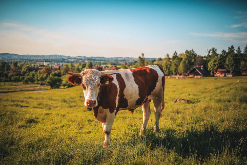 Bull Farm Field Free Photo Bull Farm Field Free Photo