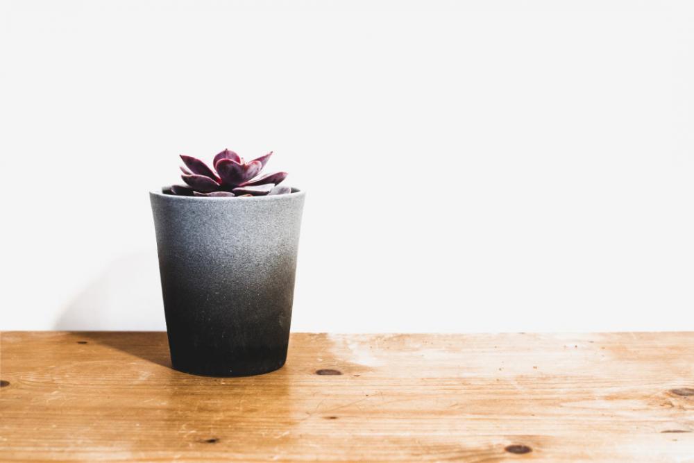 Small House Plant Wood Free Photo Small House Plant Wood Free Photo