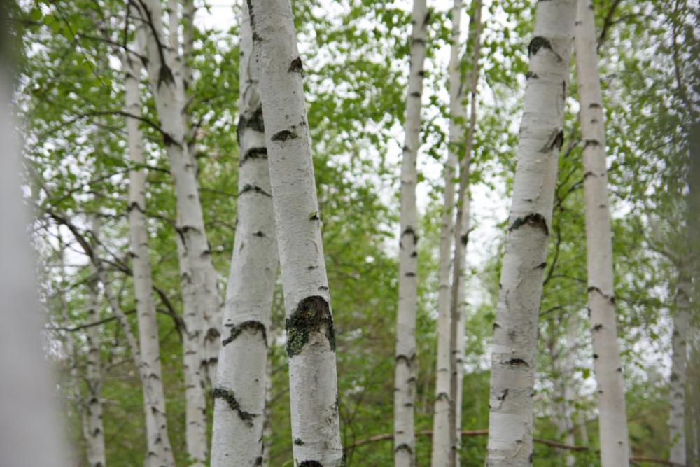 White Birch Trees Free Photo White Birch Trees Free Photo