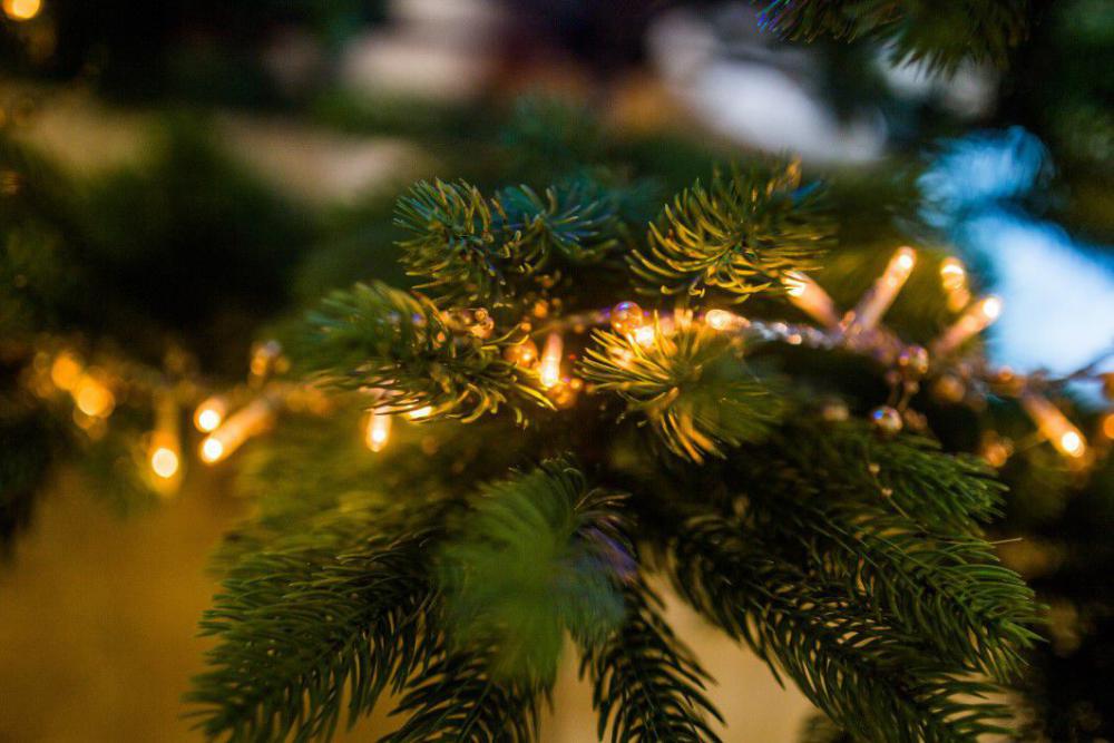 Christmas Tree Lights Free Photo Christmas Tree Lights Free Photo