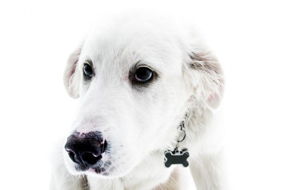 White Dog Minimal Free Photo White Dog Minimal Free Photo