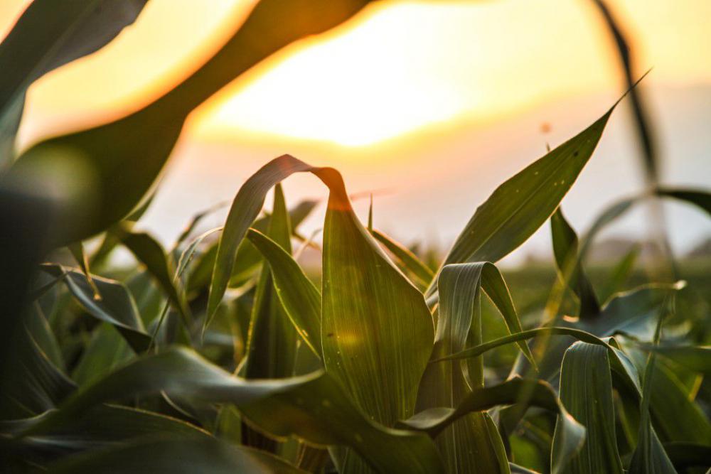 Summer Field Plant Free Photo Summer Field Plant Free Photo