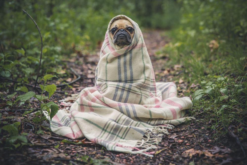 Pug Dog Wrapped Blanket Free Photo Pug Dog Wrapped Blanket Free Photo