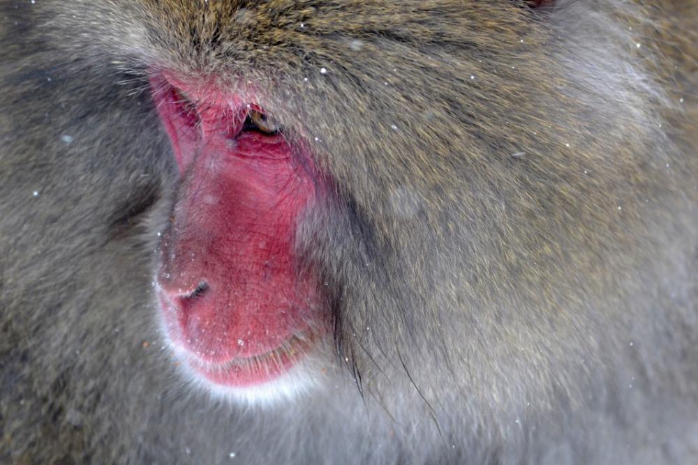 Baboon Primate Ape Monkey Free Photo Baboon Primate Ape Monkey Free Photo