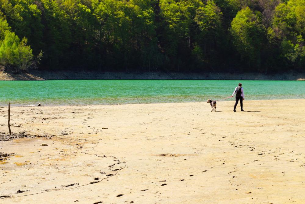 Man Walking Dog Beach Lake Water Free Photo Man Walking Dog Beach Lake Water Free Photo