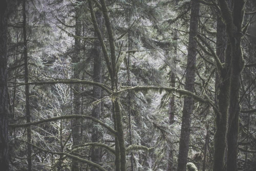 Forest Nature Tree Winter Free Photo Forest Nature Tree Winter Free Photo