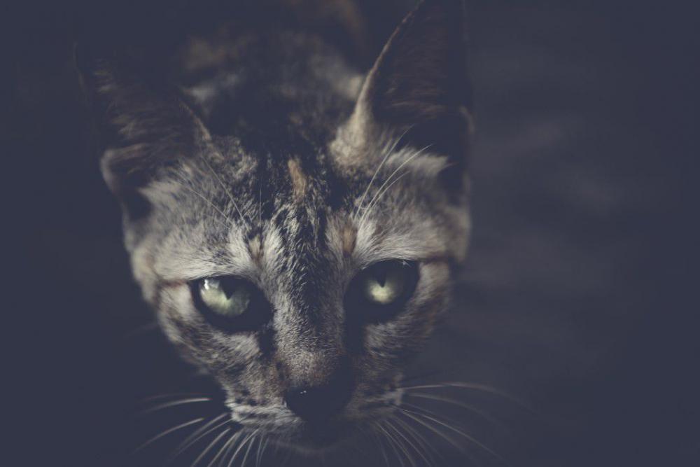 Black Cat Dark Free Photo Black Cat Dark Free Photo