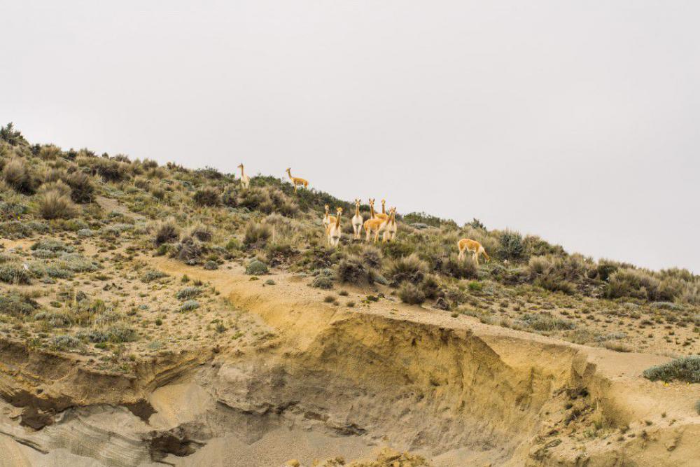 Llama Sand Free Photo Llama Sand Free Photo