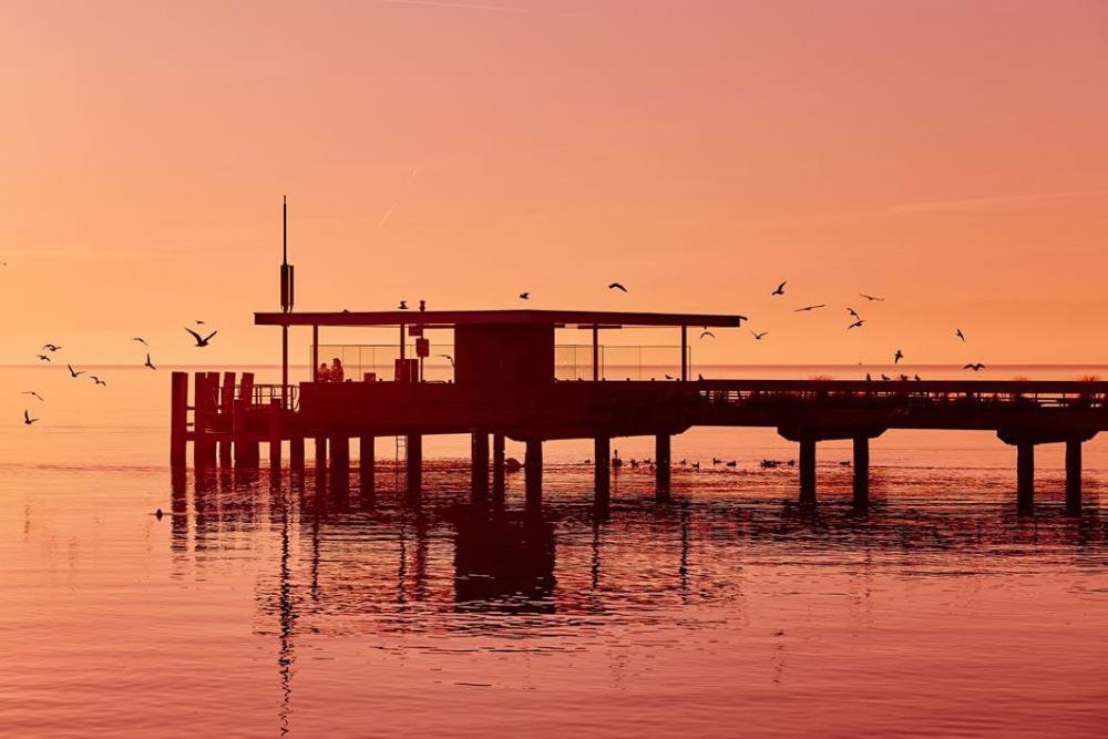 Birds Flying Near the Seashore Free Photo Birds Flying Near the Seashore Free Photo