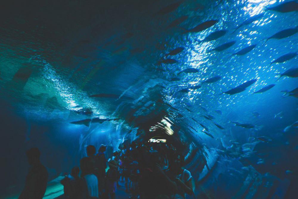 Under Aquarium Fish Free Photo Under Aquarium Fish Free Photo