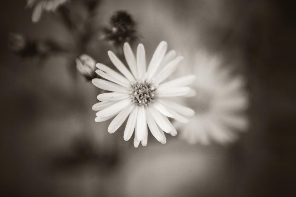Black White Flower Free Photo Black White Flower Free Photo