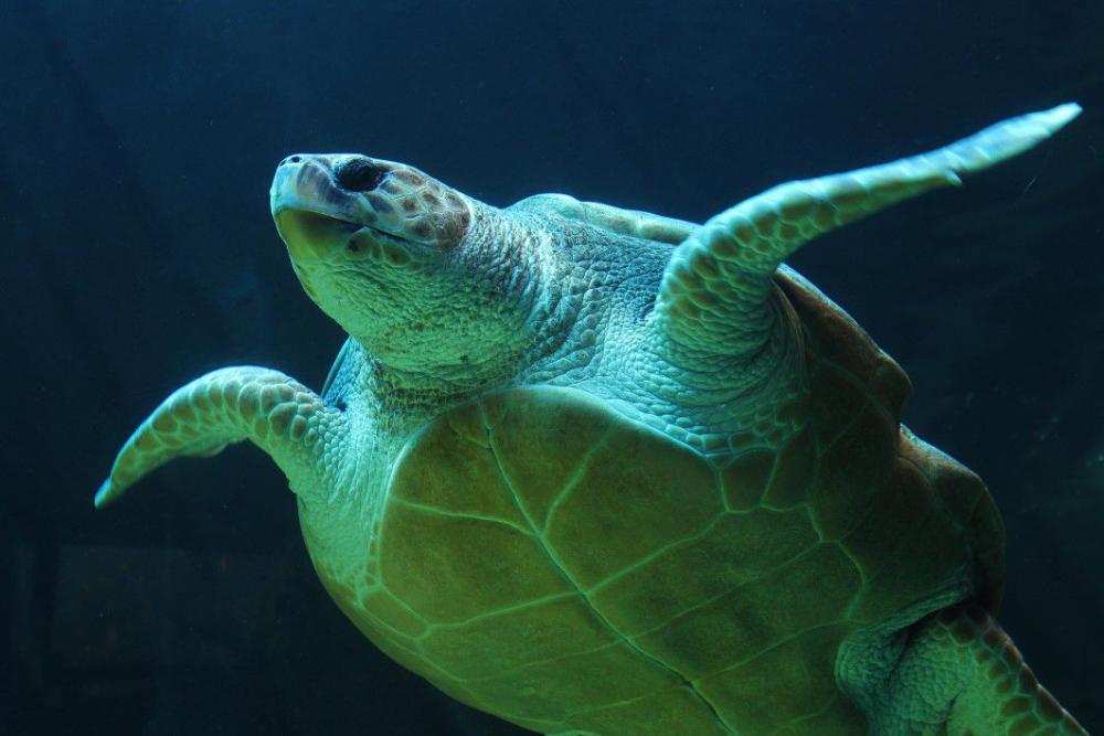 Underwater Sea Turtle Free Photo Underwater Sea Turtle Free Photo
