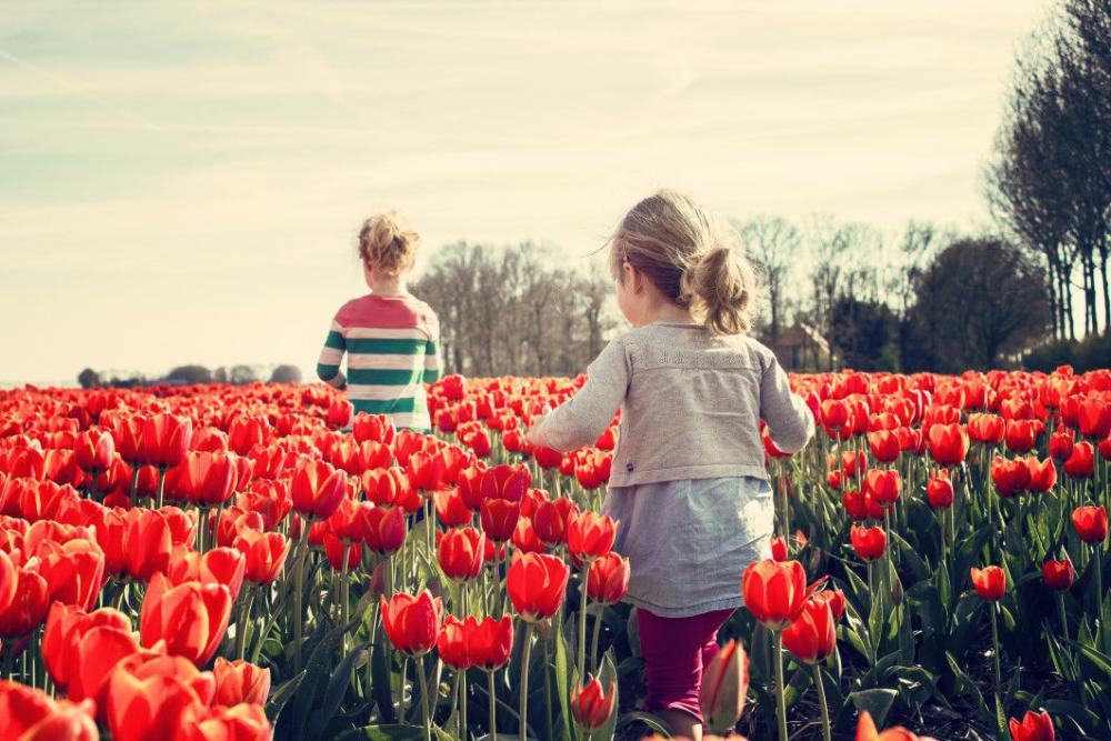 Children Red Tulips Garden Field Free Photo Children Red Tulips Garden Field Free Photo