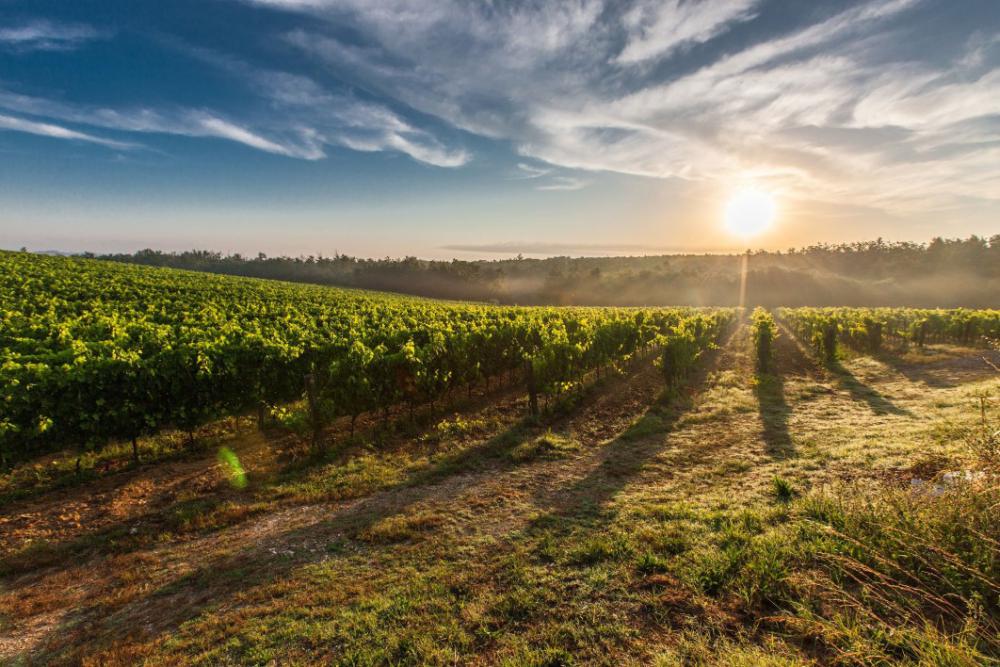 Tuscany Vineyards Sunset Free Photo Tuscany Vineyards Sunset Free Photo
