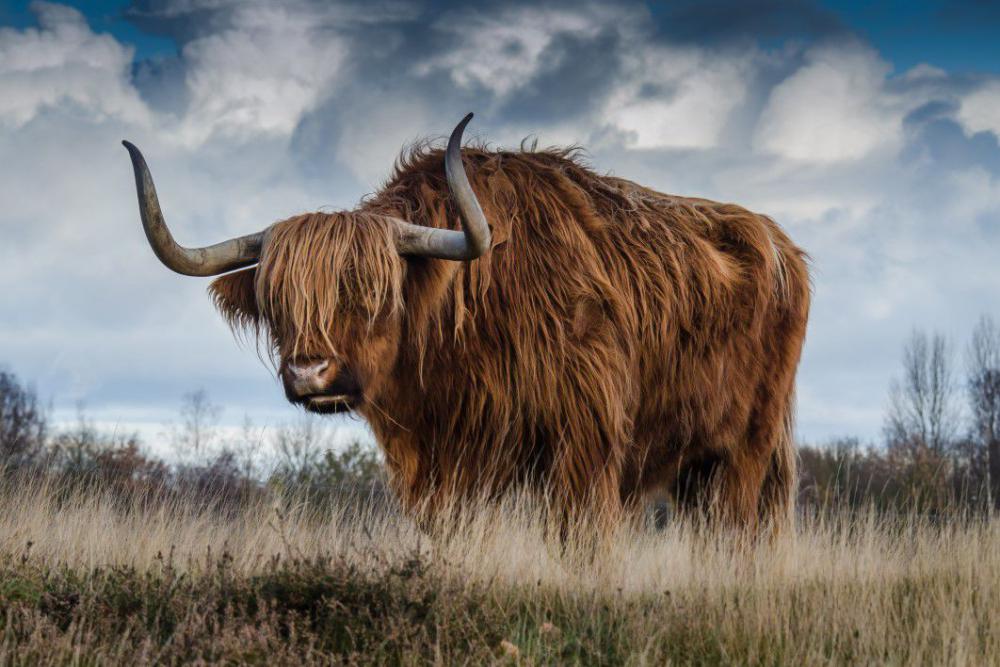 Brown Yak Field Free Photo Brown Yak Field Free Photo