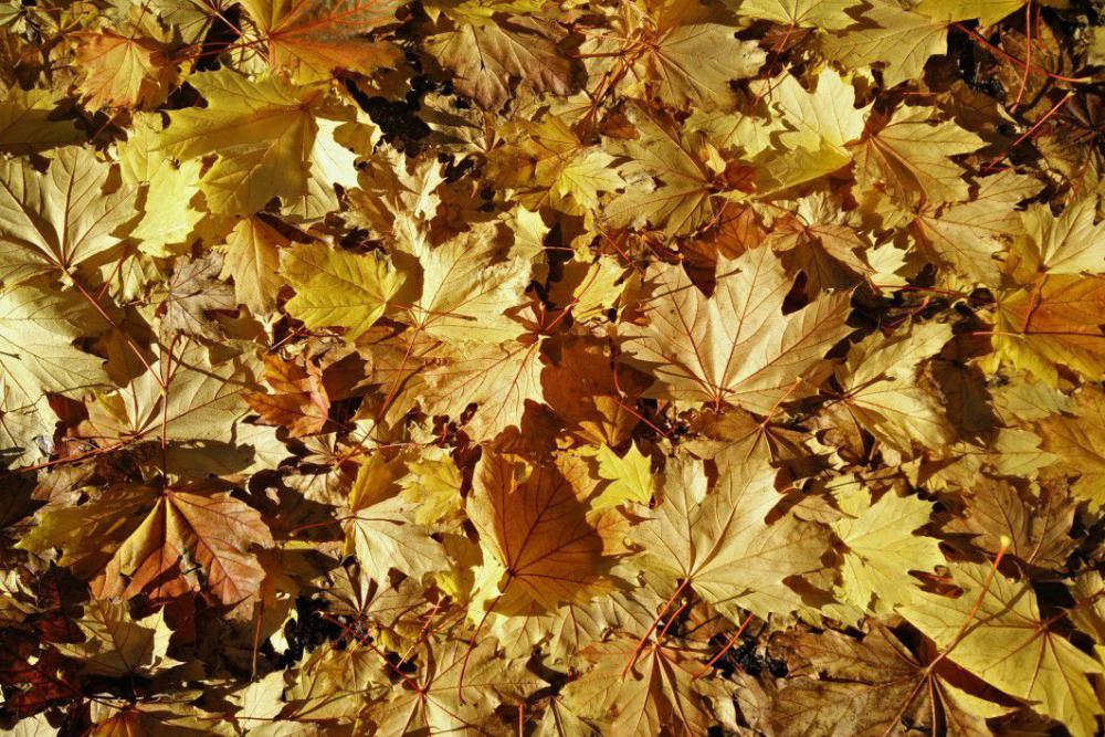 Leaves Autumn Fall Free Photo Leaves Autumn Fall Free Photo