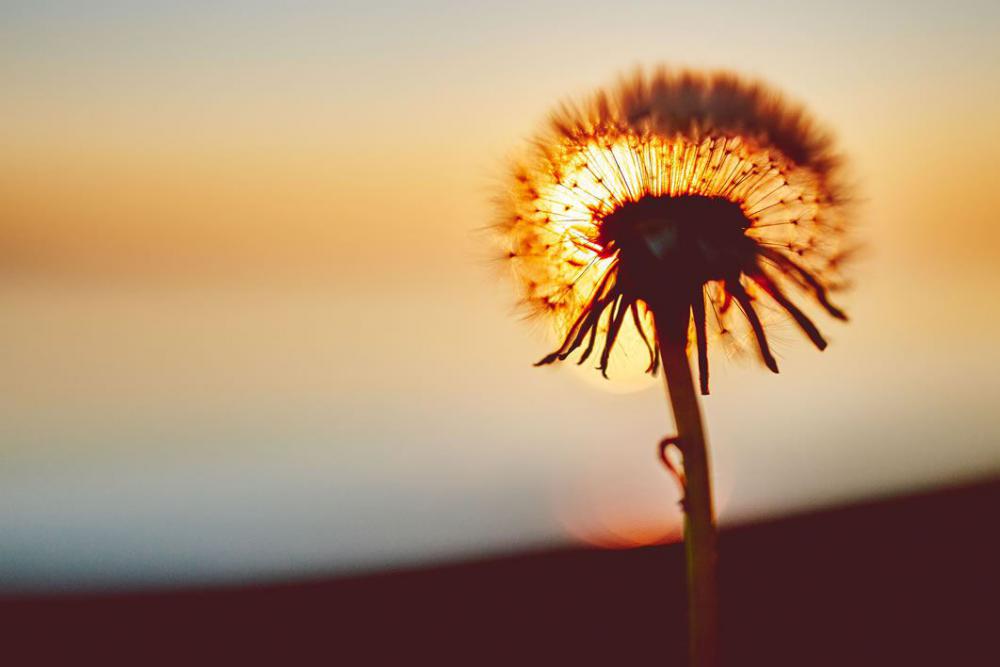 Dandelion Silhouette at Sunset Free Photo Dandelion Silhouette at Sunset Free Photo