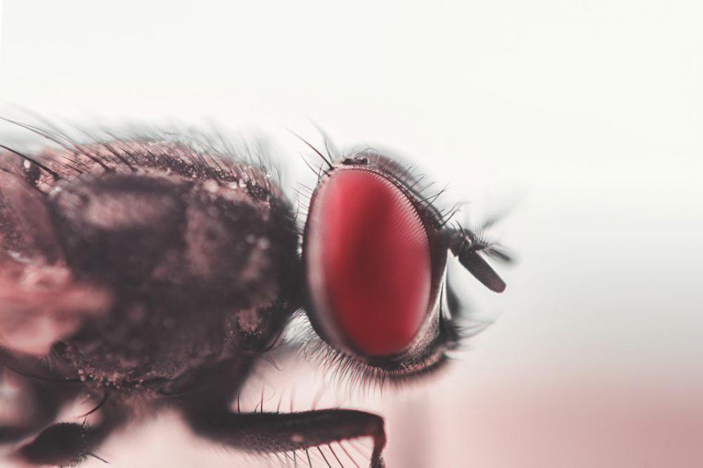 Housefly Fly Insect Free Photo Housefly Fly Insect Free Photo