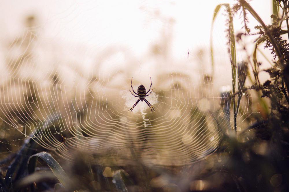Spider Web Insect Macro Free Photo Spider Web Insect Macro Free Photo