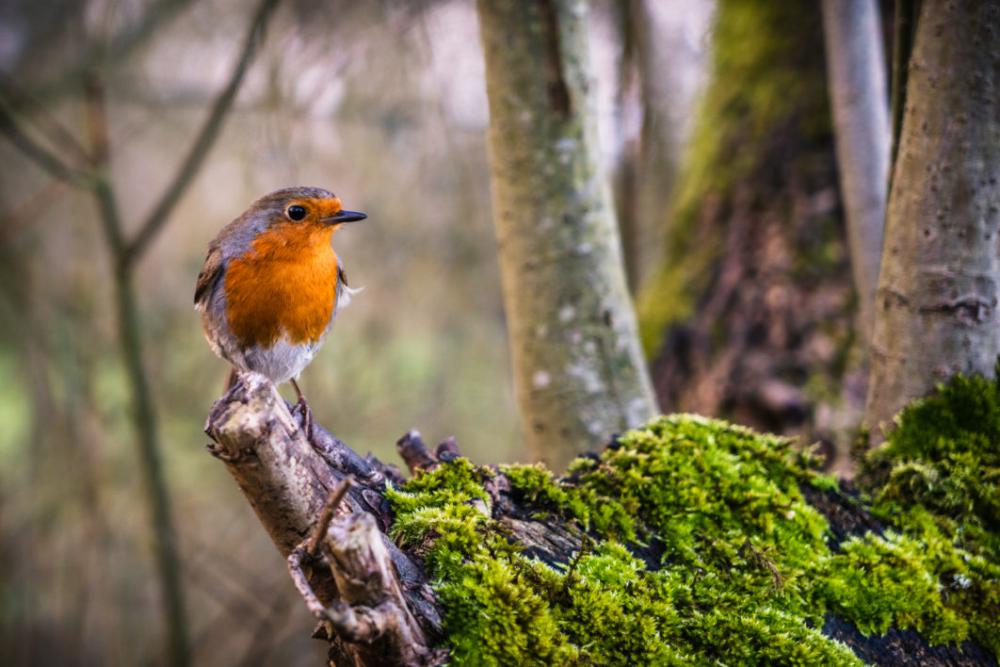 Colorful Bird Perched Free Photo Colorful Bird Perched Free Photo