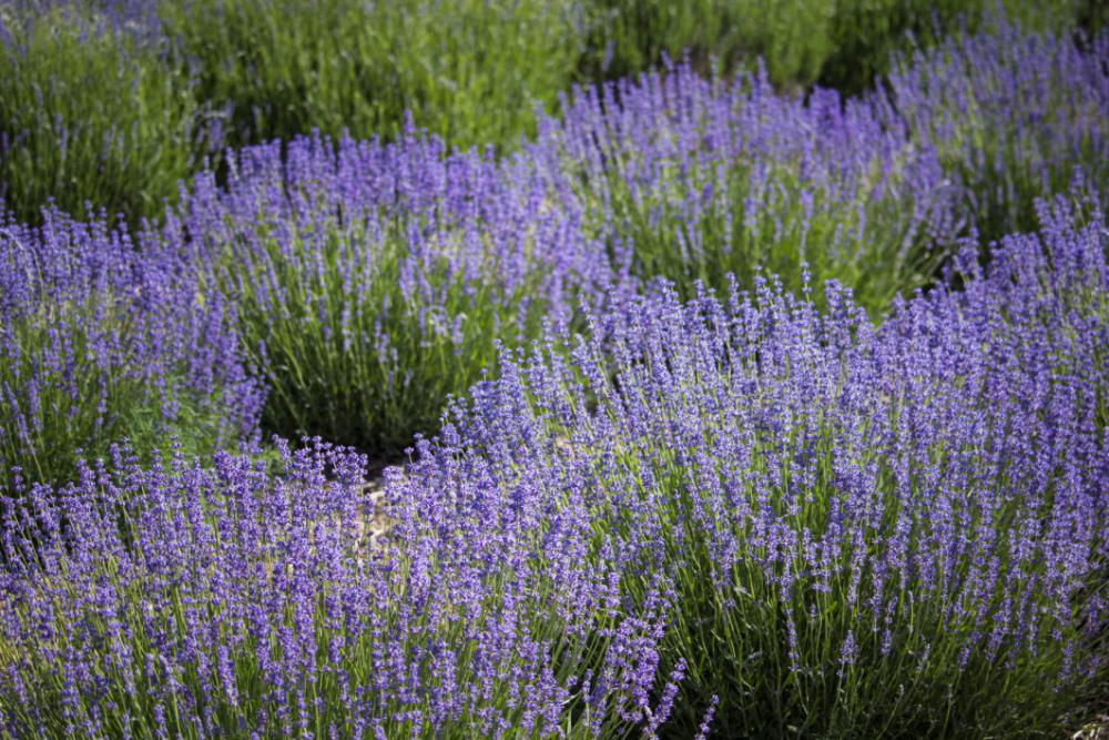 Flower Field of Lavender Free Photo Flower Field of Lavender Free Photo