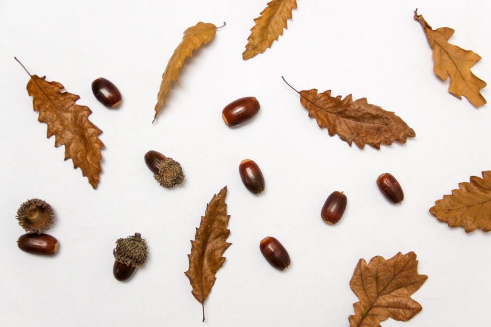 Acorns and Leaves Flat Lay Free Photo Acorns and Leaves Flat Lay Free Photo