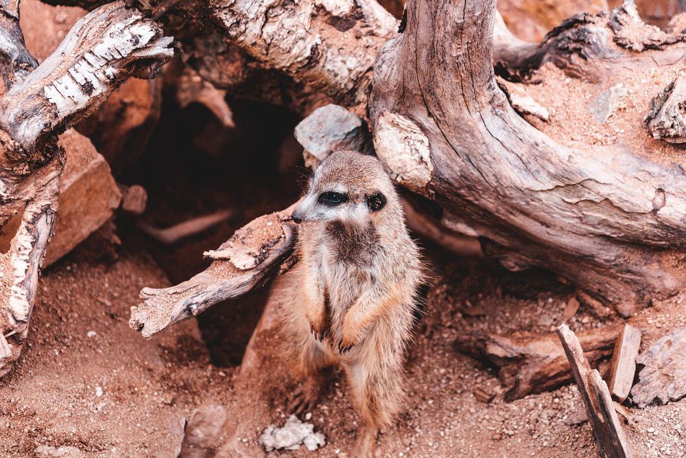 Meerkat Waiting Near His Home Free Photo Meerkat Waiting Near His Home Free Photo