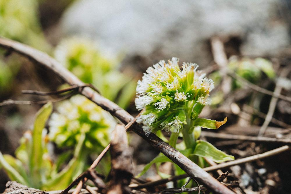 Mountain Flowers #2 Free Photo Mountain Flowers #2 Free Photo