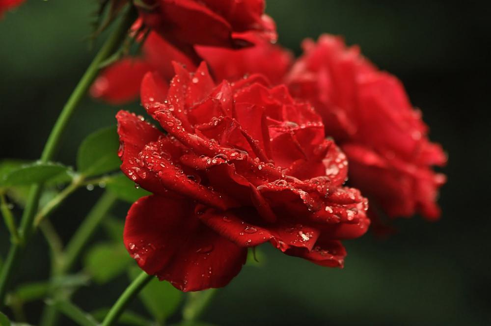 Drops Flowers Red Roses Bush Wet Petals Green Drops Flowers Red Roses Bush Wet Petals Green