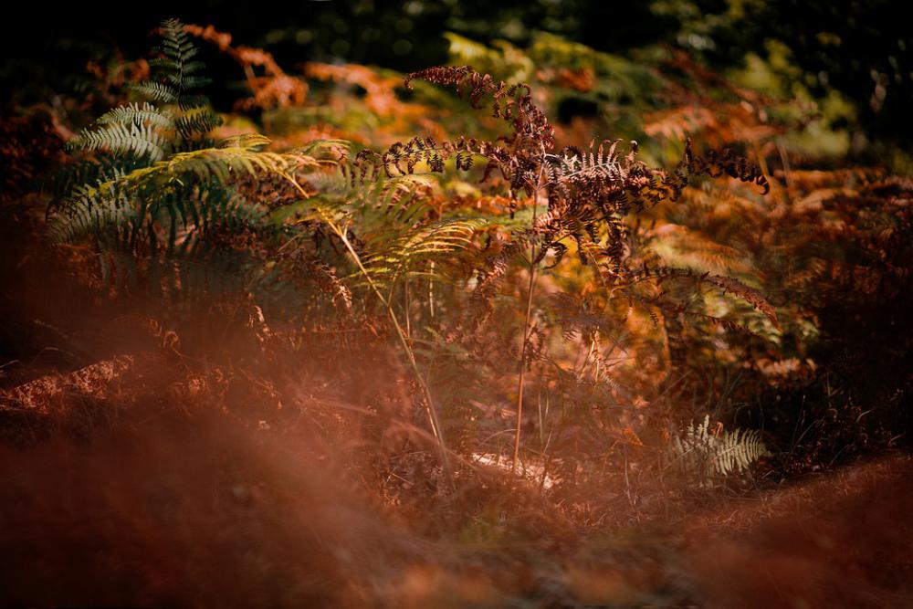 Autumn Nature Bracken Forest Mood Colors Light Autumn Nature Bracken Forest Mood Colors Light