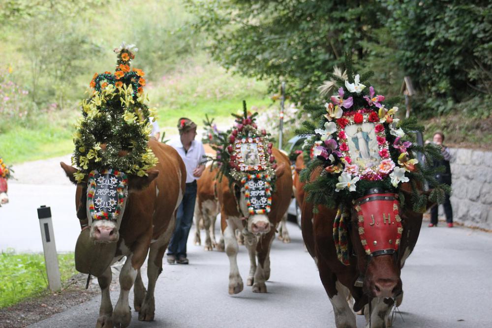 Cows Almabtrieb Tradition Cow Nature Agriculture Cows Almabtrieb Tradition Cow Nature Agriculture