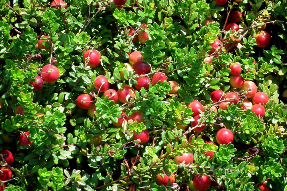 Cranberry Fruit Berries Red Vitamins Summer Food Cranberry Fruit Berries Red Vitamins Summer Food
